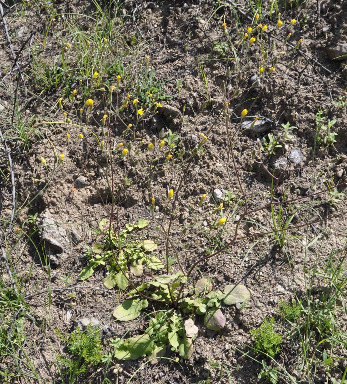 Изображение особи род Crepis.