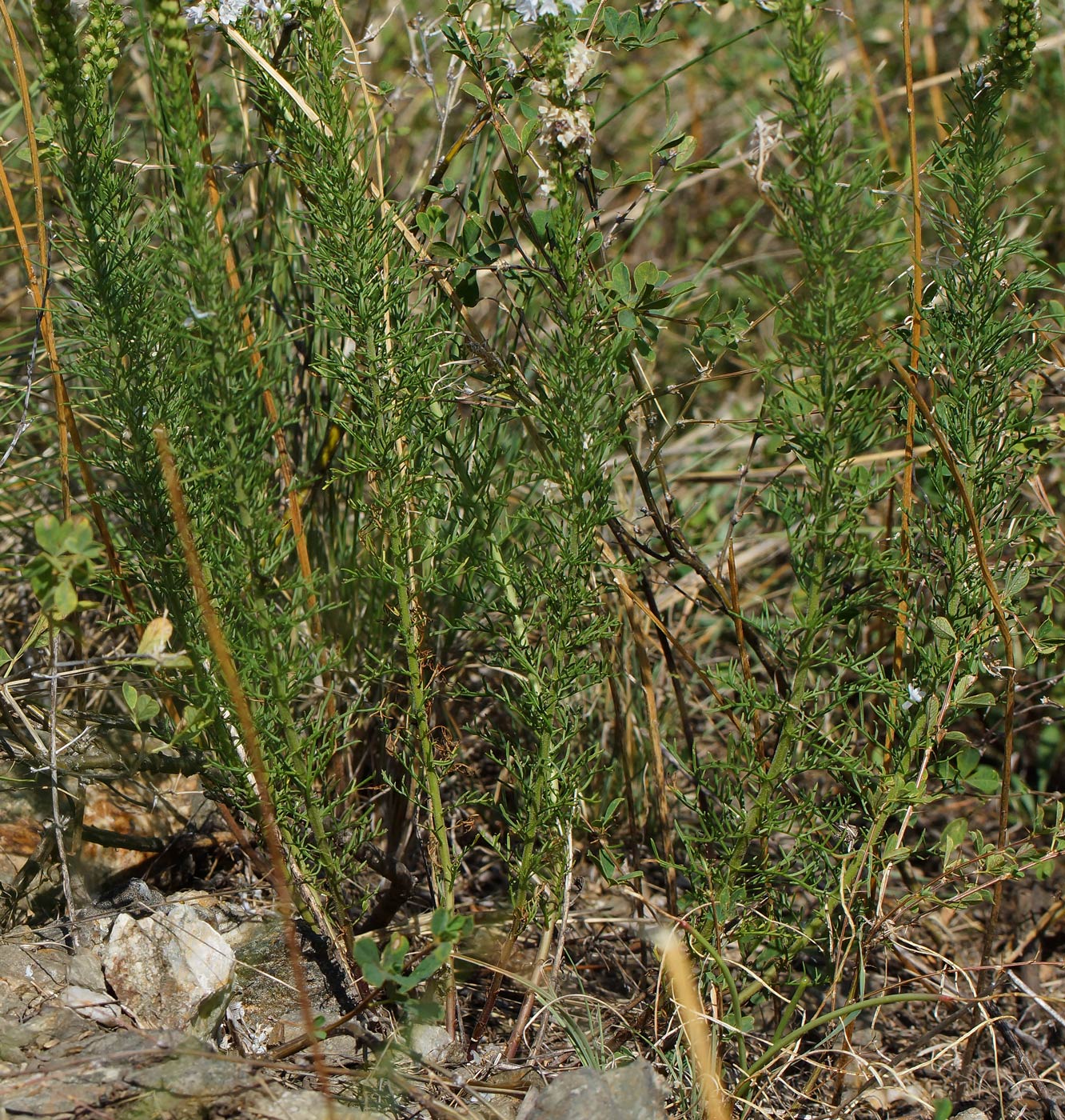 Image of Veronica pinnata specimen.