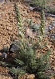 Pedicularis achilleifolia