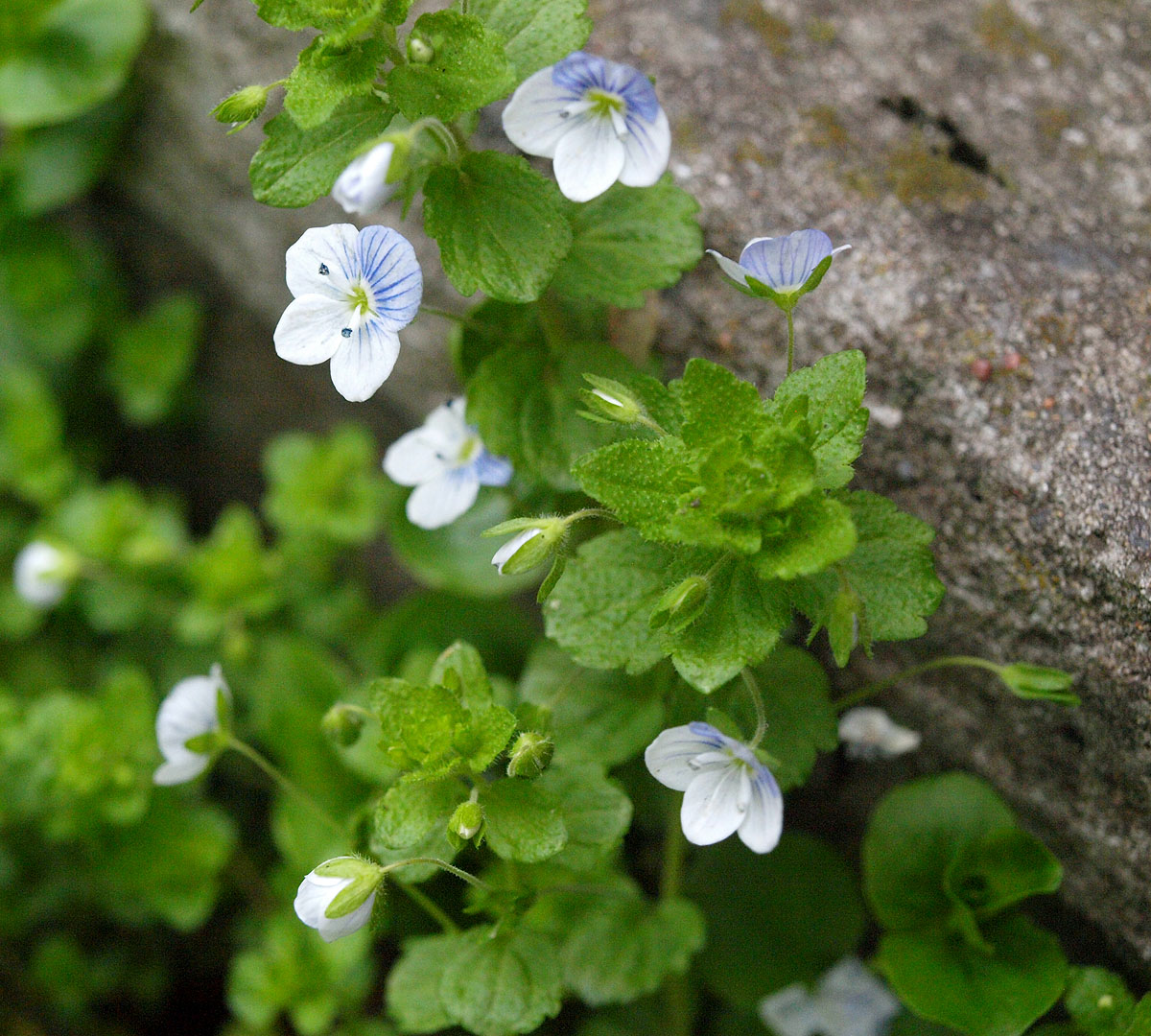 Image of Veronica filiformis specimen.