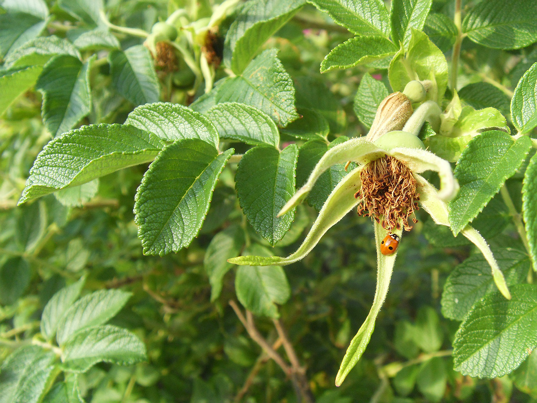 Image of Rosa rugosa specimen.