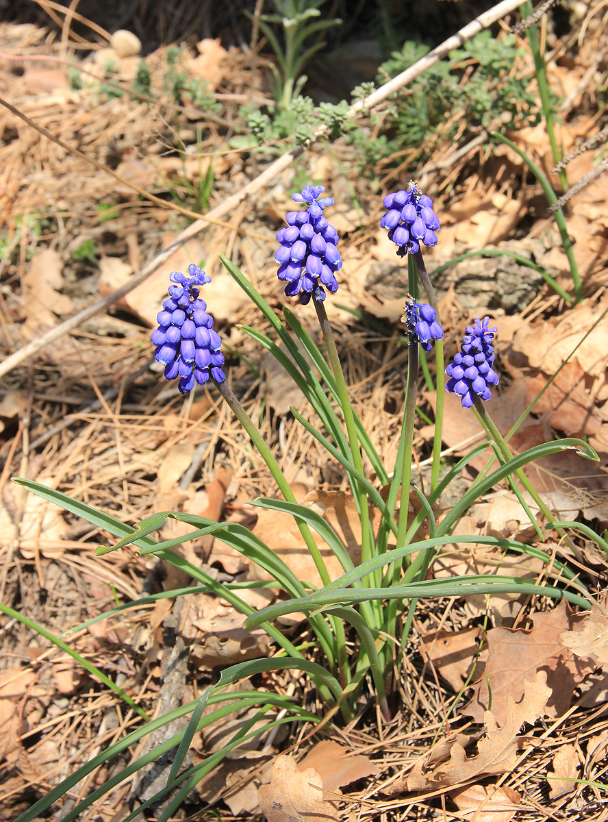 Изображение особи Muscari armeniacum.