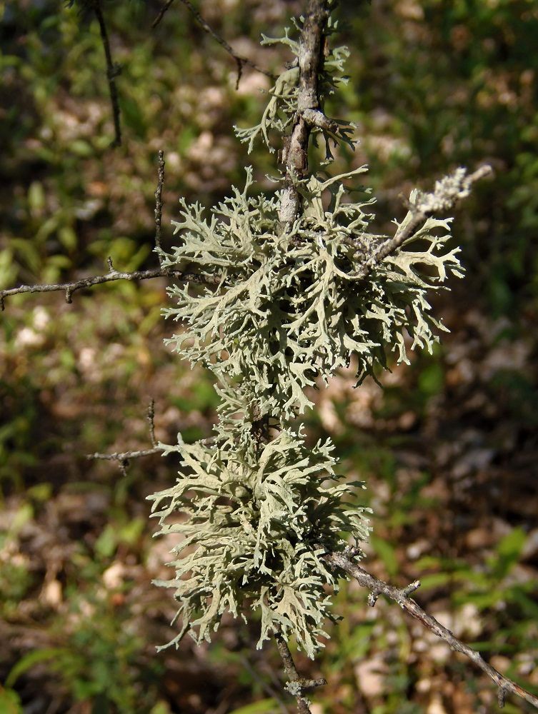 Image of familia Parmeliaceae specimen.