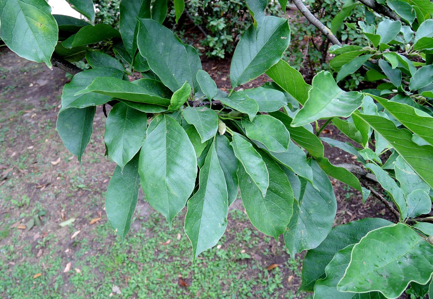 Image of Magnolia kobus specimen.