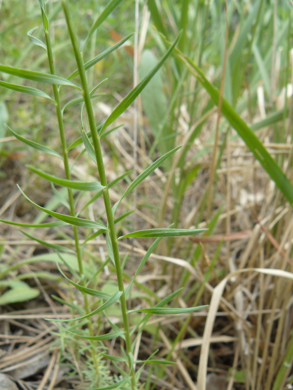 Image of Linum tenuifolium specimen.