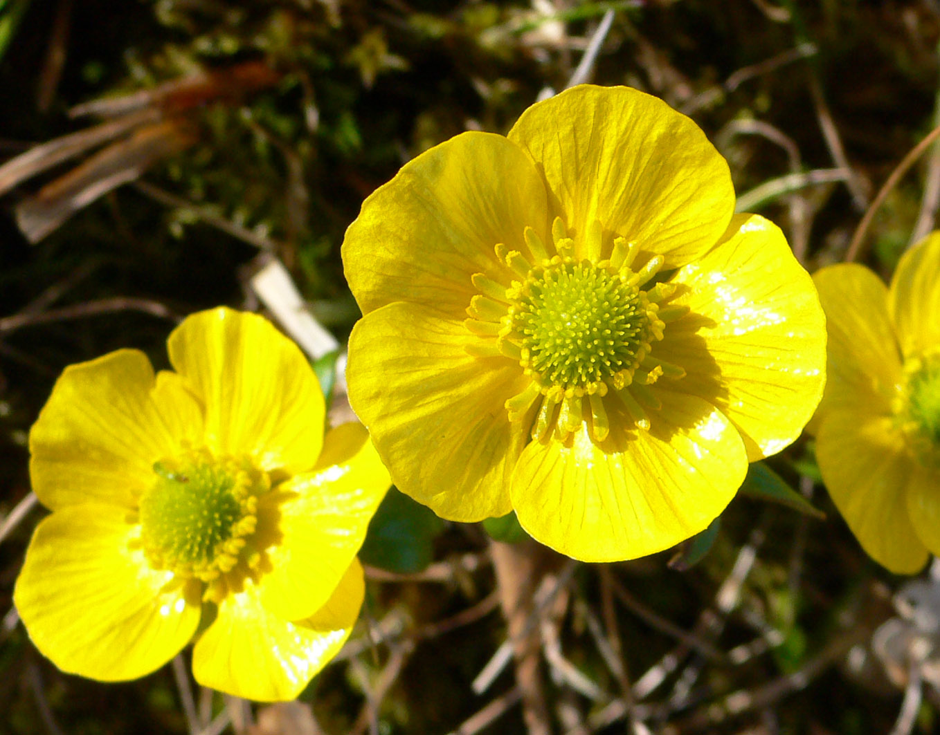 Image of Ranunculus nivalis specimen.