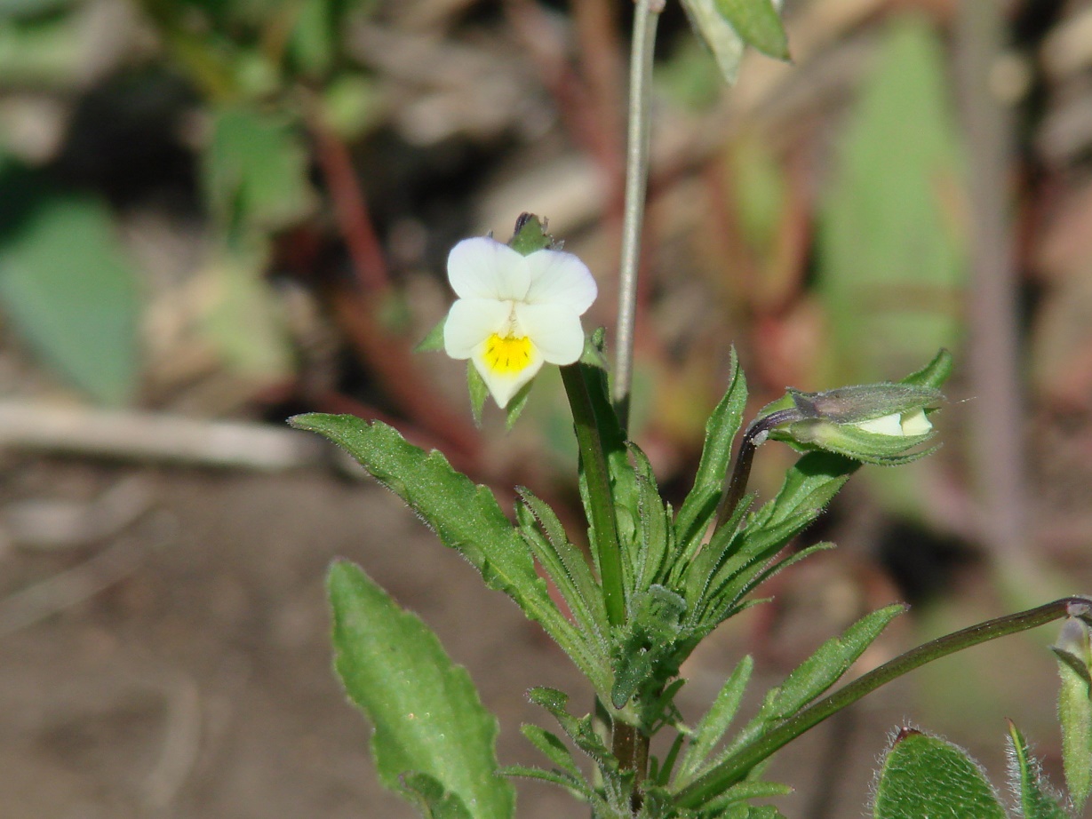 Image of Viola arvensis specimen.