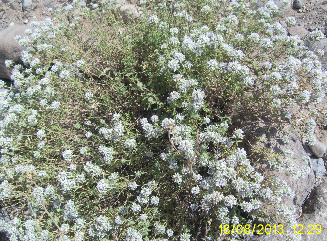 Image of Ziziphora clinopodioides specimen.