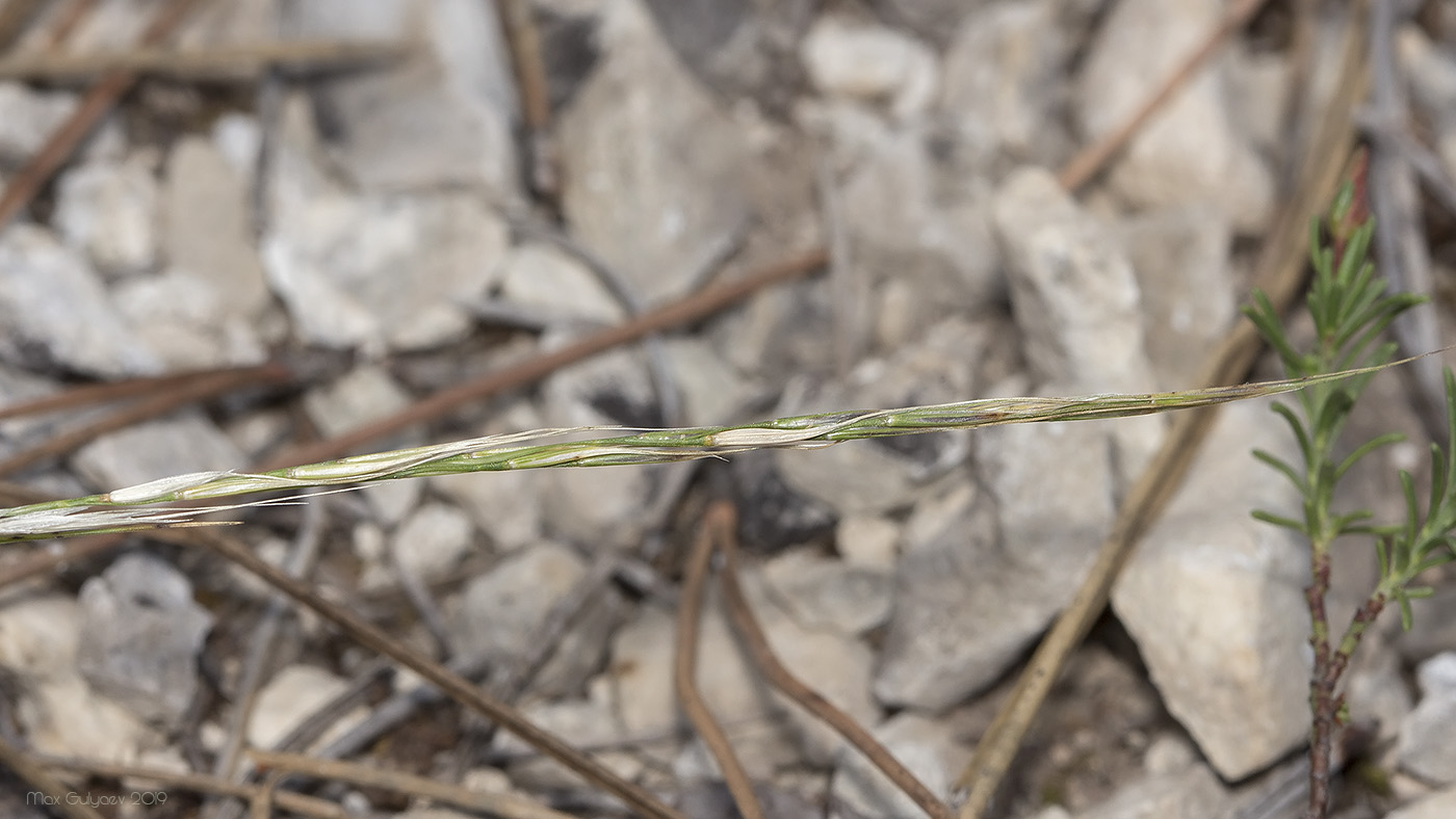 Image of Achnatherum bromoides specimen.