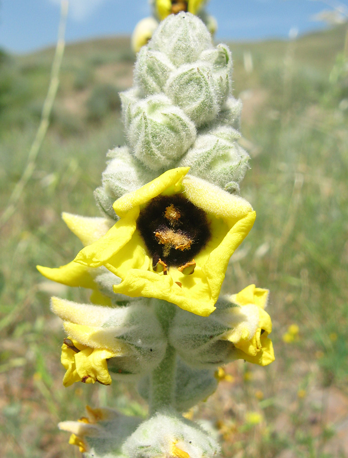 Изображение особи Verbascum formosum.