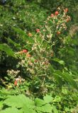 Rubus canescens. Верхушка плодоносящего побега с недоразвитыми (аномалия) созревающими плодами. Украина, г. Киев, ул. Курнатовского, опушка сосновых насаждений, на боровых песках. 20.08.2019.