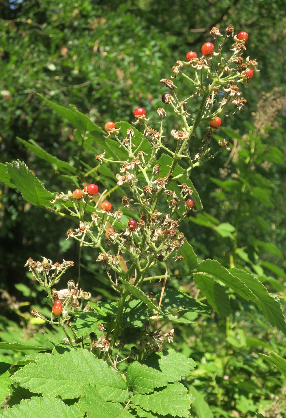 Изображение особи Rubus canescens.