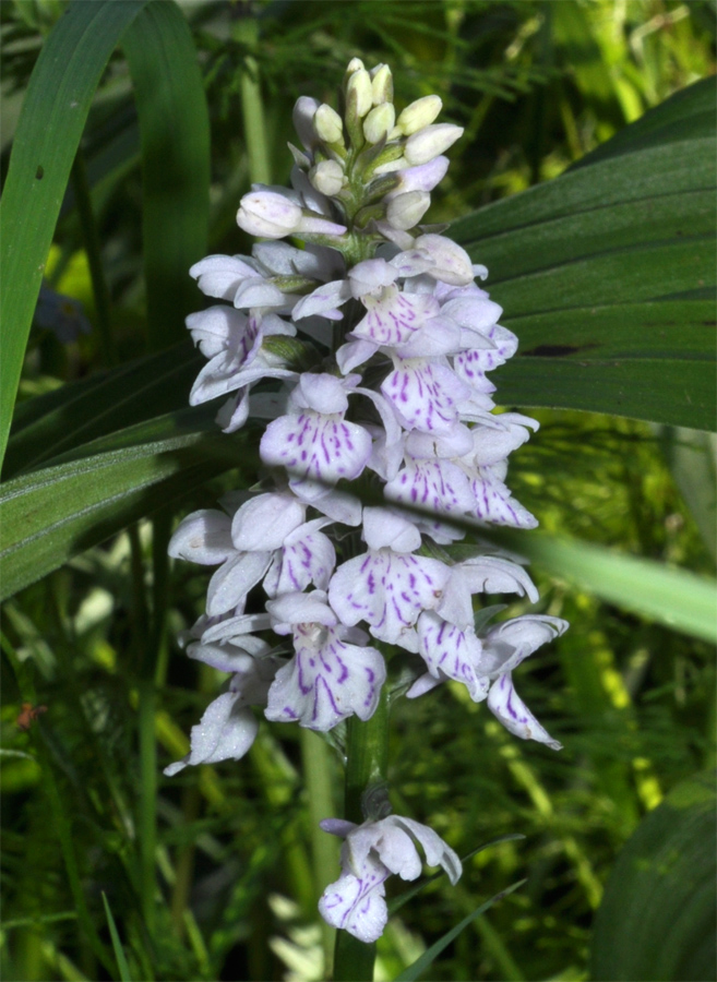 Image of Dactylorhiza fuchsii specimen.