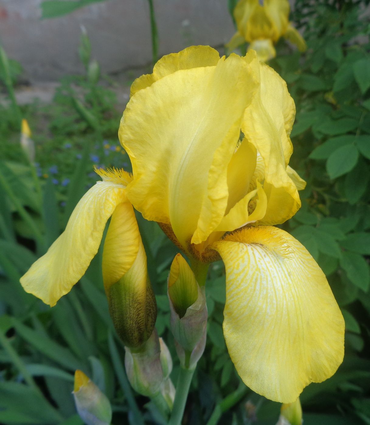 Image of Iris &times; hybrida specimen.