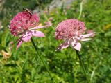 Astrantia maxima. Соцветия с кормящимся пилильщиком. Карачаево-Черкесия, Карачаевский р-н, окр. пос. Домбай, ущелье р. Аманауз, луг на каменистом склоне. 28.08.2019.