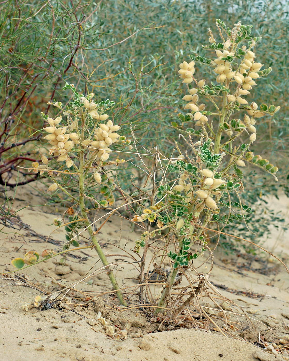 Image of Astragalus chiwensis specimen.