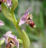 Ophrys umbilicata