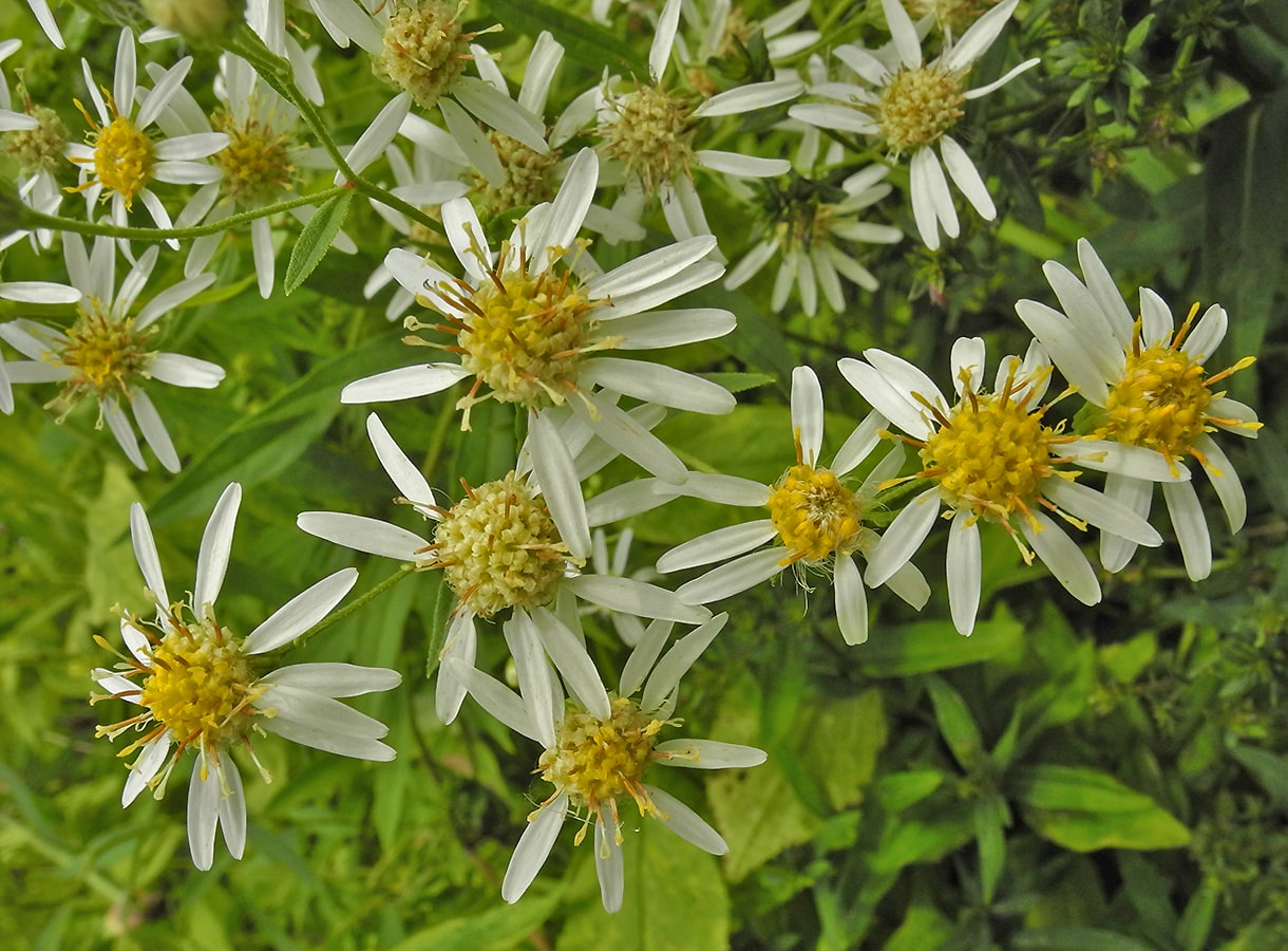 Image of Doellingeria umbellata specimen.