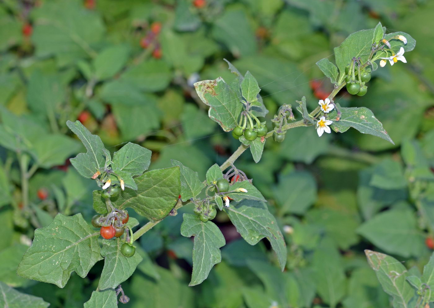 Изображение особи Solanum olgae.