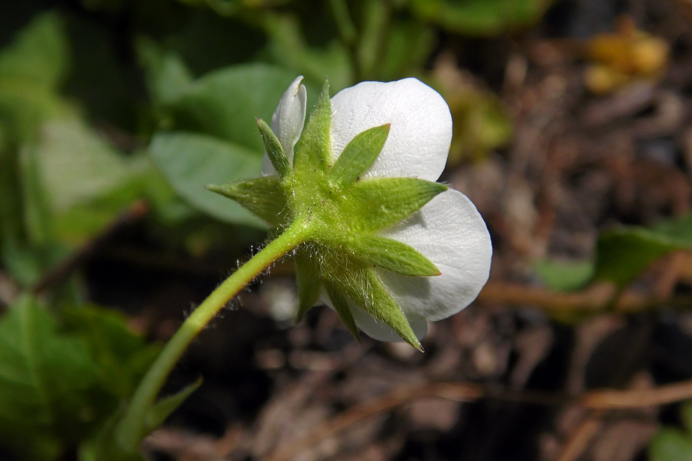 Image of Fragaria × ananassa specimen.