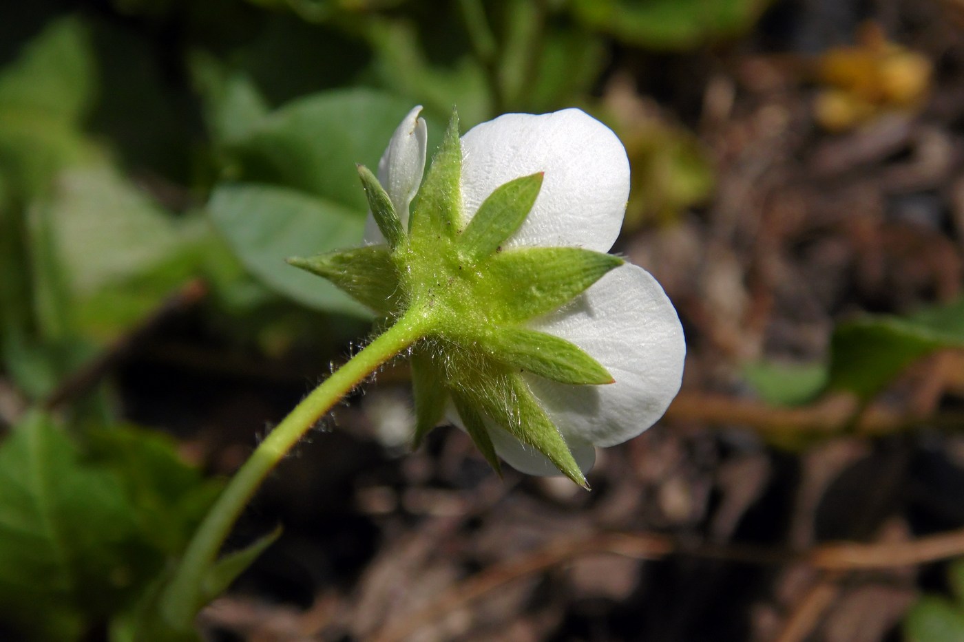 Изображение особи Fragaria &times; ananassa.