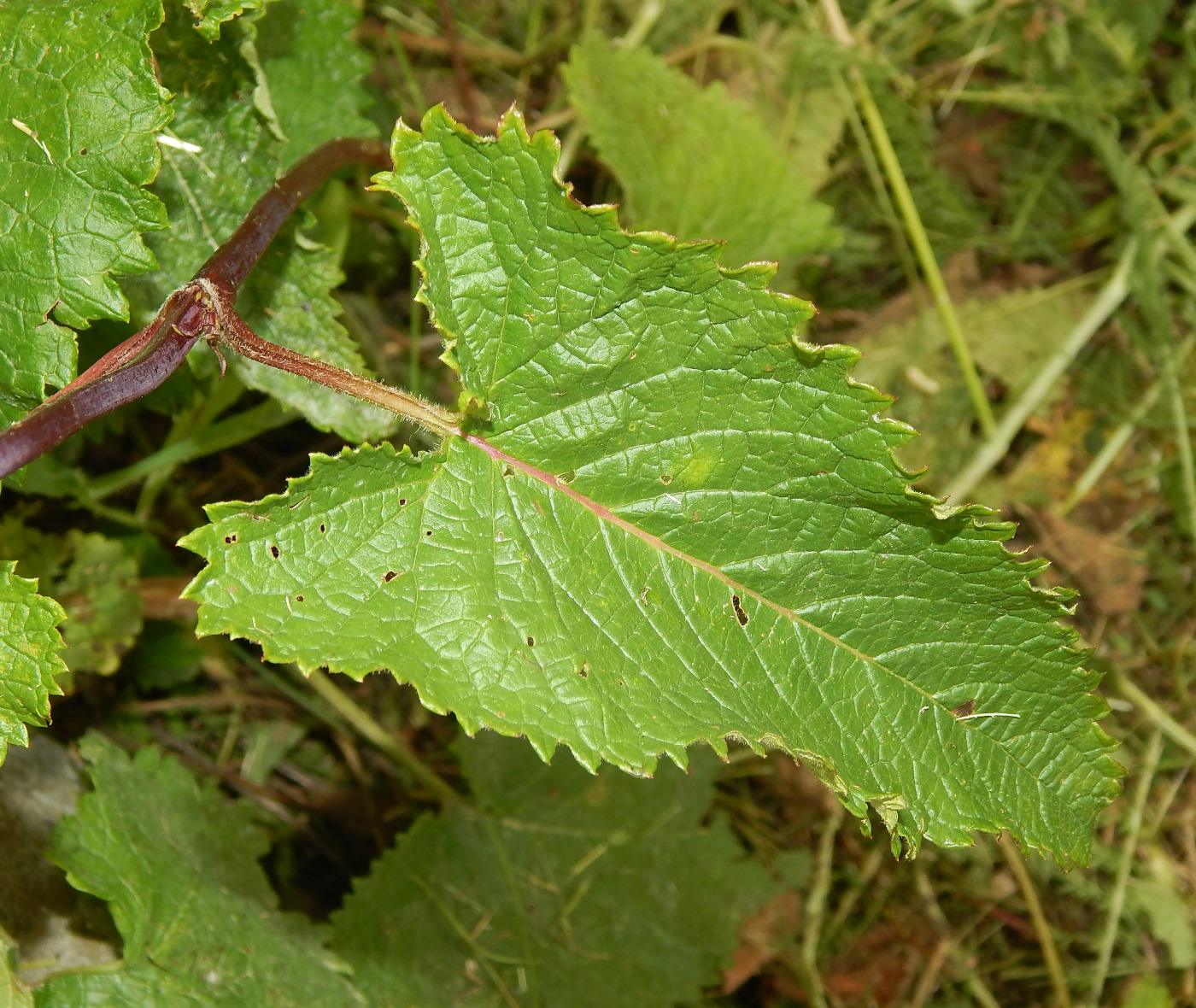 Image of Phlomoides tuberosa specimen.