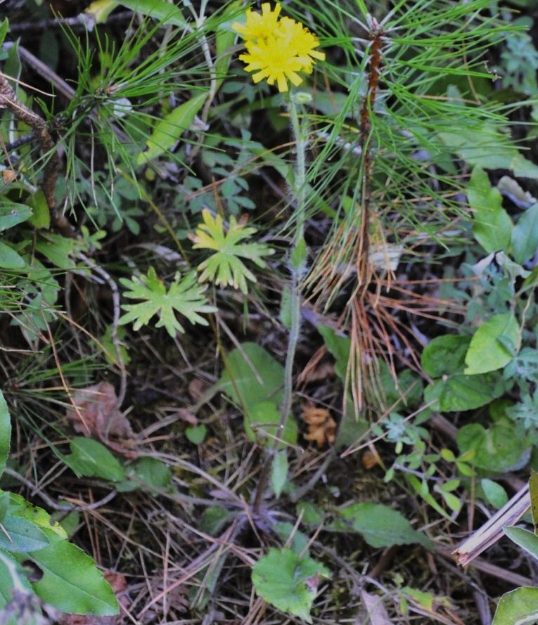 Image of genus Hieracium specimen.