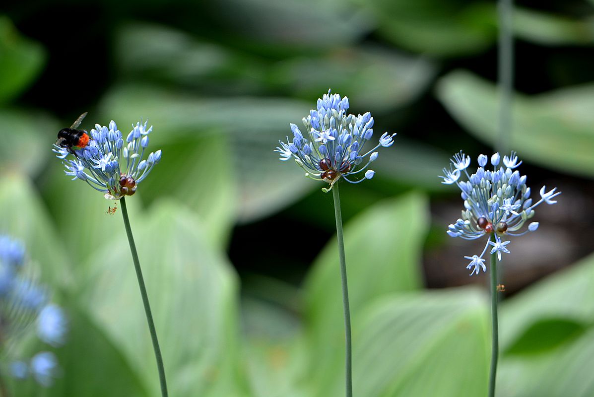 Изображение особи Allium caeruleum.