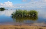 Phragmites australis. Вегетирующие растения; справа охотится молодая поганка. Санкт-Петербург, Петродворцовый р-н, Петергоф, Финский залив, мелководье. 09.09.2020.