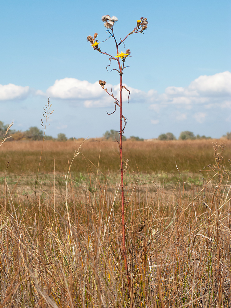 Изображение особи Inula caspica.