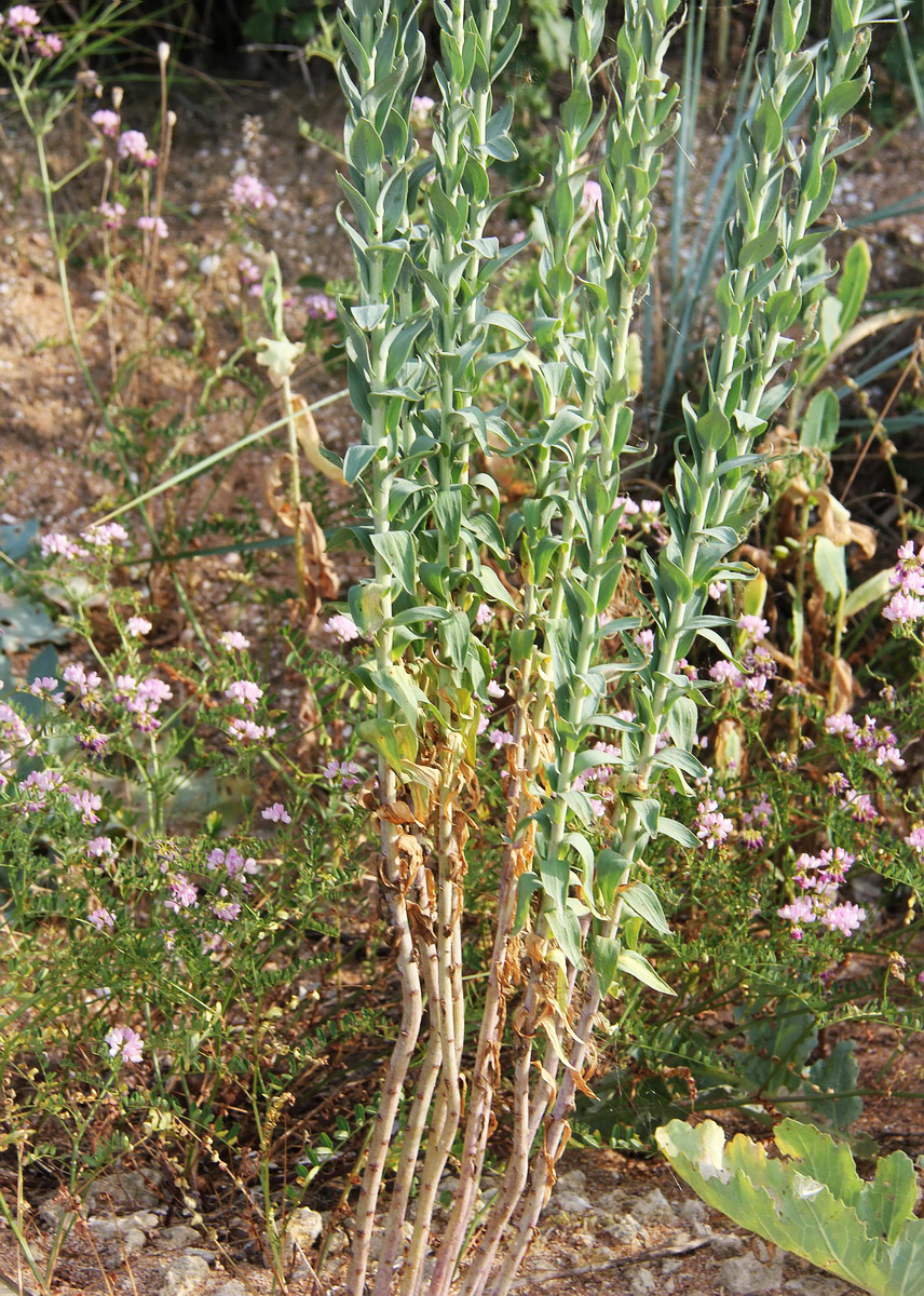 Изображение особи Linaria genistifolia.