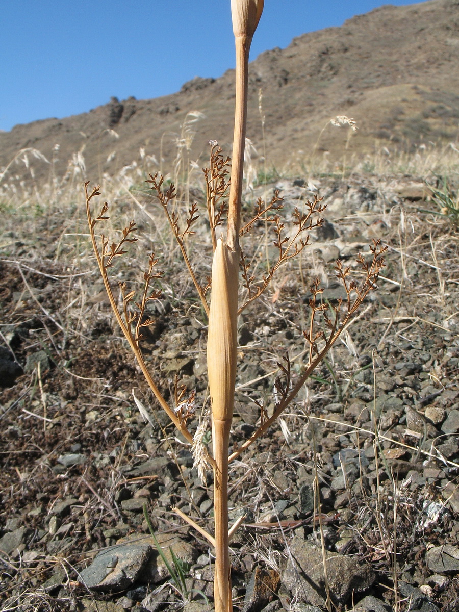 Image of Ferula tschuiliensis specimen.