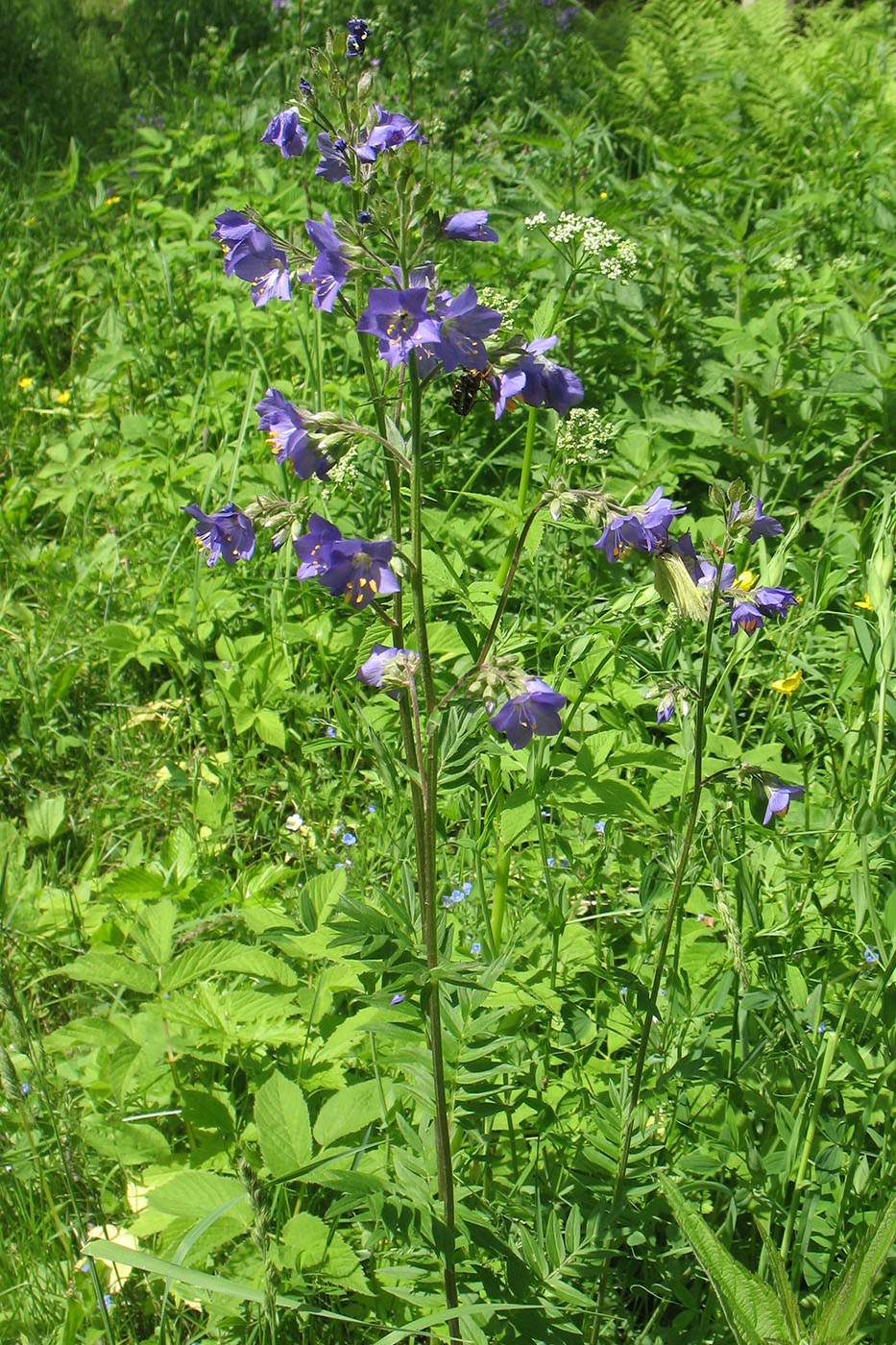 Изображение особи Polemonium caeruleum.