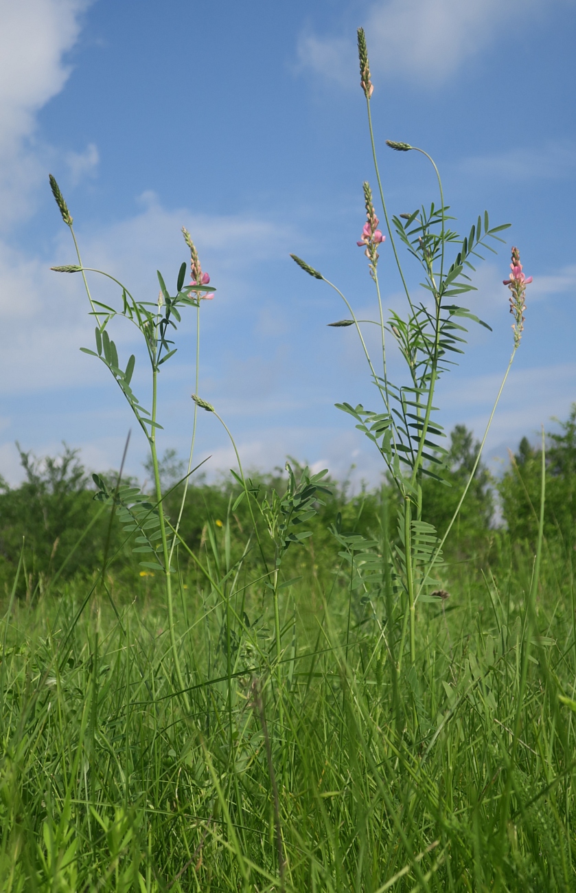 Изображение особи Onobrychis arenaria.