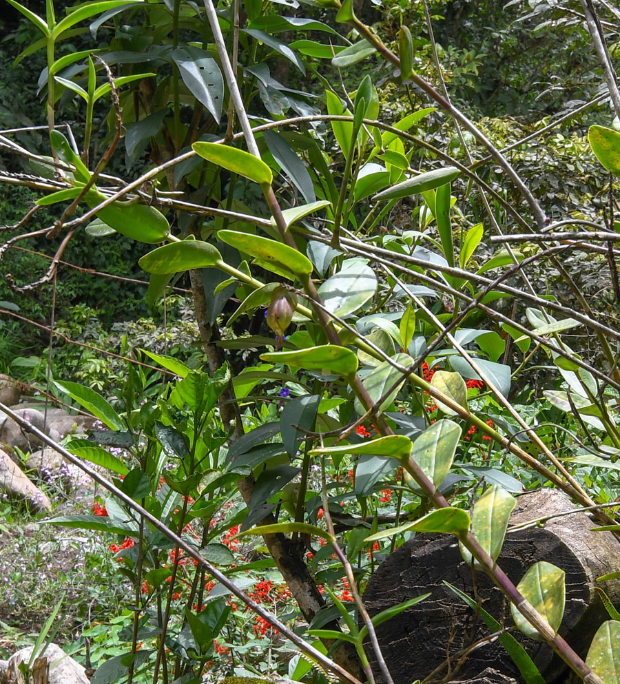 Image of familia Orchidaceae specimen.