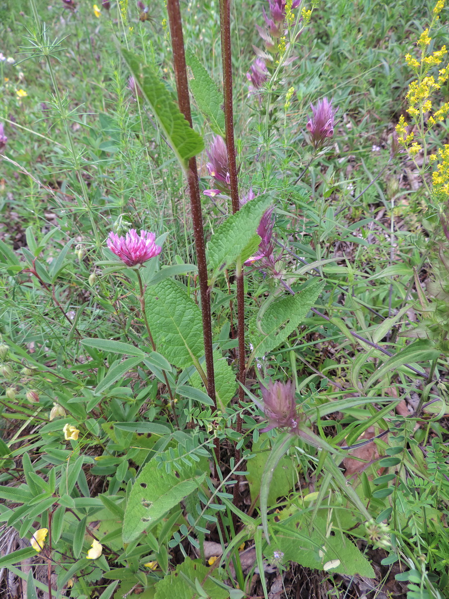 Image of Verbascum pyramidatum specimen.