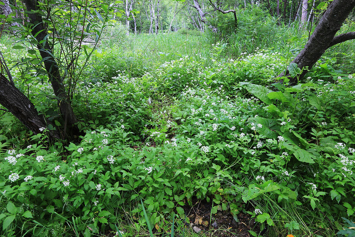 Image of Cardamine macrophylla specimen.