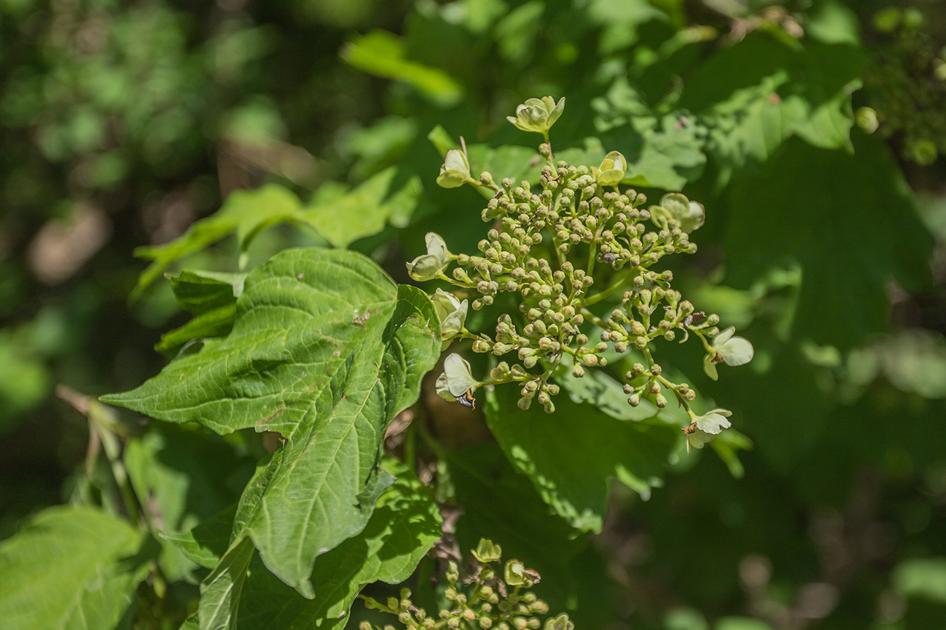 Image of Viburnum opulus specimen.