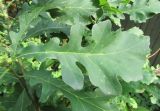 Смотреть изображение Quercus macrocarpa