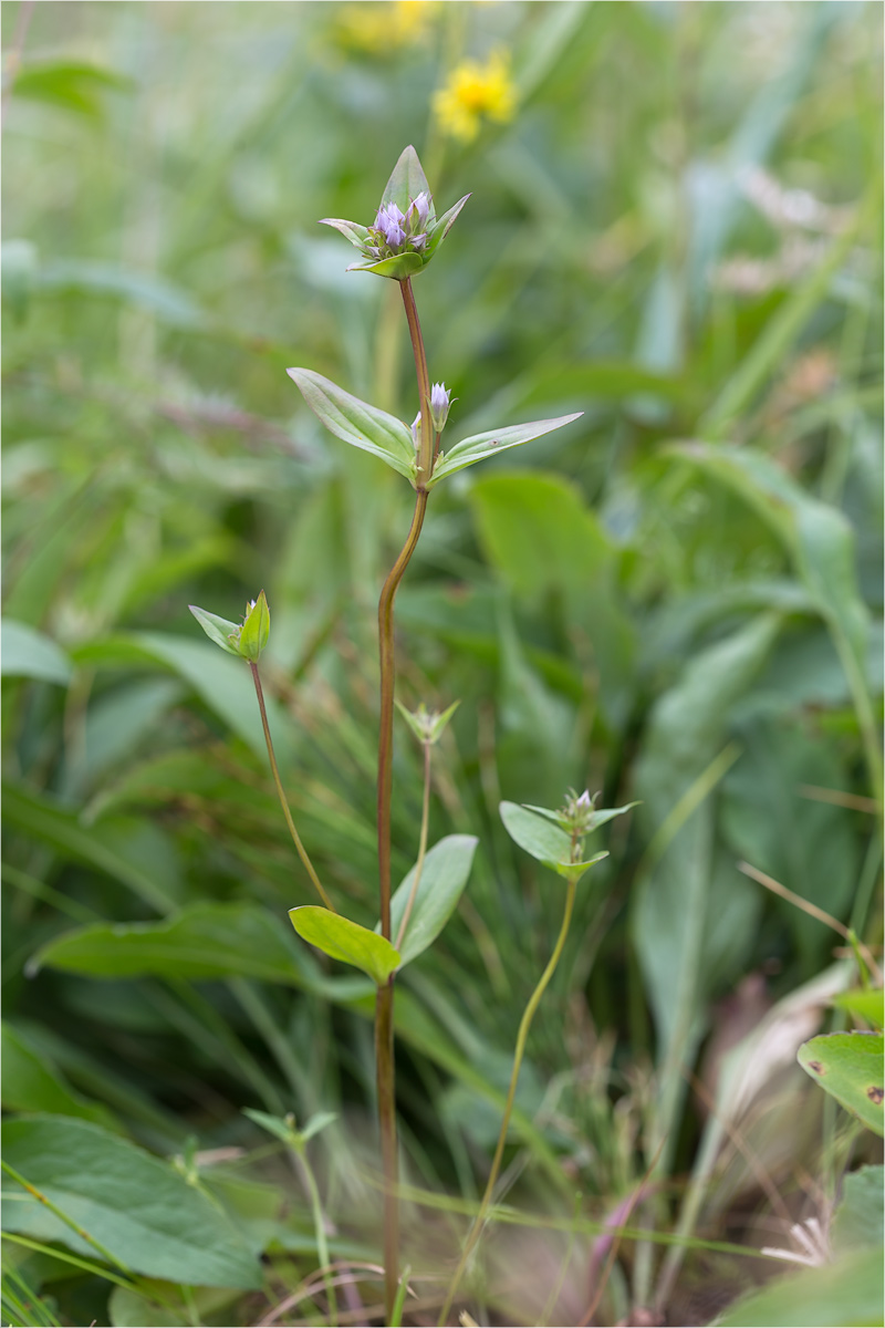 Изображение особи Gentianella lingulata.