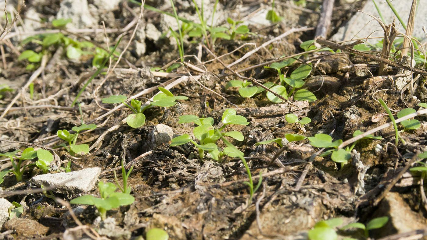 Image of Ranunculus trachycarpus specimen.