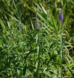 Veronica longifolia