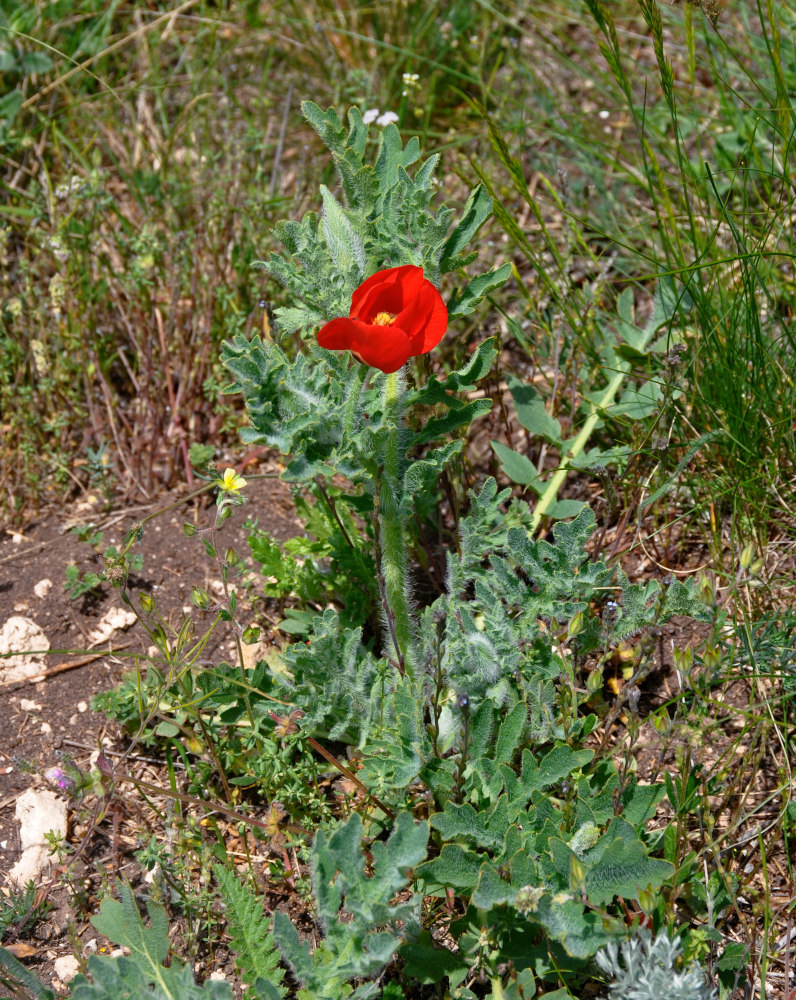 Image of Glaucium corniculatum specimen.