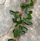 Cotoneaster microphyllus