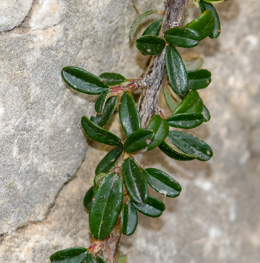 Image of Cotoneaster microphyllus specimen.