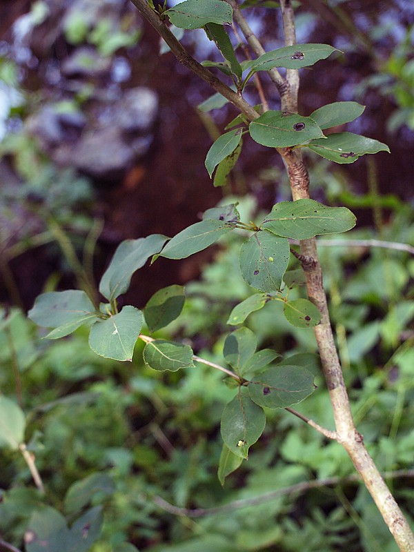 Image of Populus suaveolens specimen.