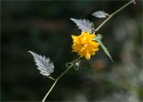 Kerria japonica разновидность pleniflora. Часть побега с цветком. Абхазия, г. Сухум, Сухумский ботанический сад. 14.05.2021.