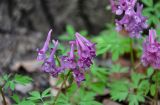 Corydalis solida