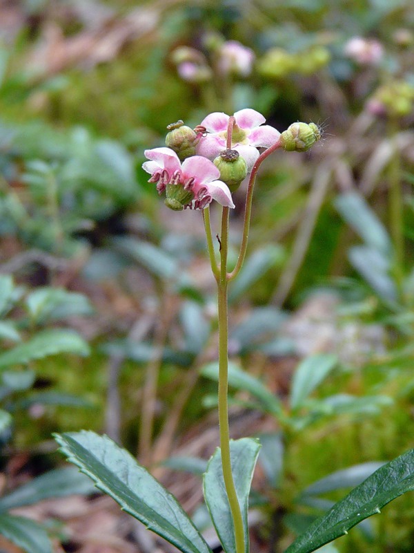 Зимолюбка. Зимолюбка зонтичная. Зимолюбка зонтичная Chimaphila umbellata (l.) w. Barton. Грушанка зонтичная (зимолюбка). Зимолюбка обыкновенная.