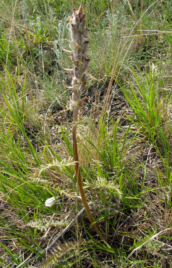 Изображение особи Pedicularis achilleifolia.